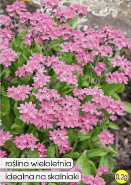 Niezapominajka różowa 0,2g (Myosotis sylvatica)