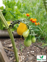Pomidor gruntowy PERUN 0,5g (Solanum lycopersicum L.)
