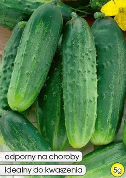 Ogórek gruntowy OZYRYS F1 5g (Cucumis sativus)