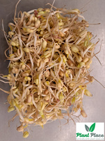 Sprouting Seeds MUNG BEANS 500g