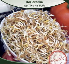 Fenugreek sprouting seeds.