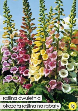 Foxglove perennial GLOXINIAEFLORA mix 1g (Digitalis purpurea)