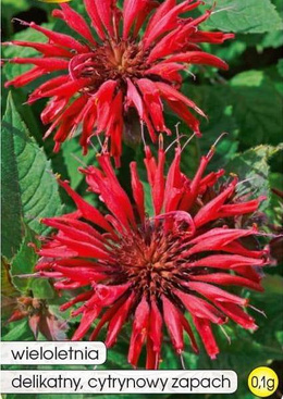 Monarda mieszana 0,1g (Monarda didyma)