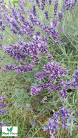Medical lavender 0.2g (Lavandula officinalis)