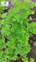 Moss Curled 2 3g BIO Parsley (Petroselinum crispum)