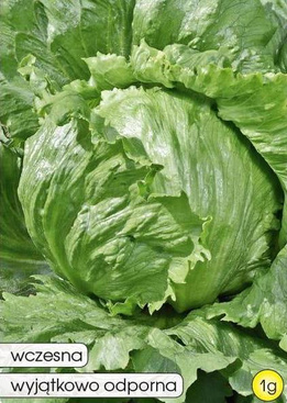 Crisphead lettuce BEATA 1g (Lactuca sativa var.capitata)