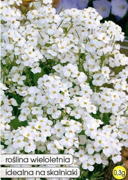 White rockcress 0.3g (Arabis caucasica)