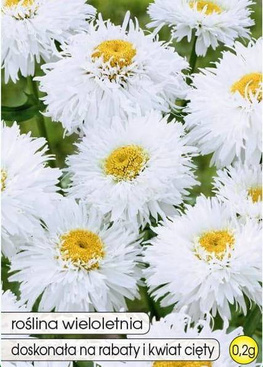 Large Marigold CRAZY DAISY white 0.2g