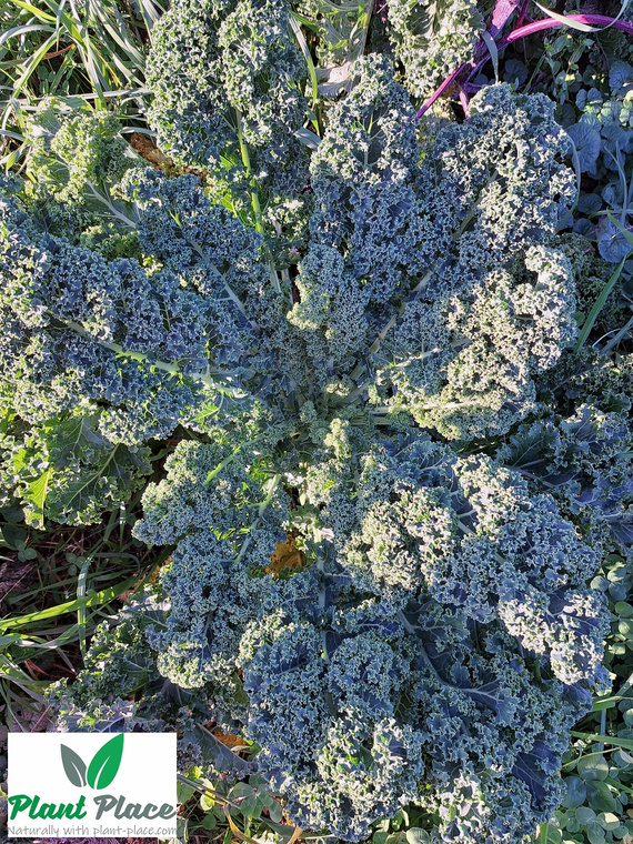 Mid-high kale HALBHOHER GRUNER KRAUSER 5g (Brassica oleracea L. convar. acephala)