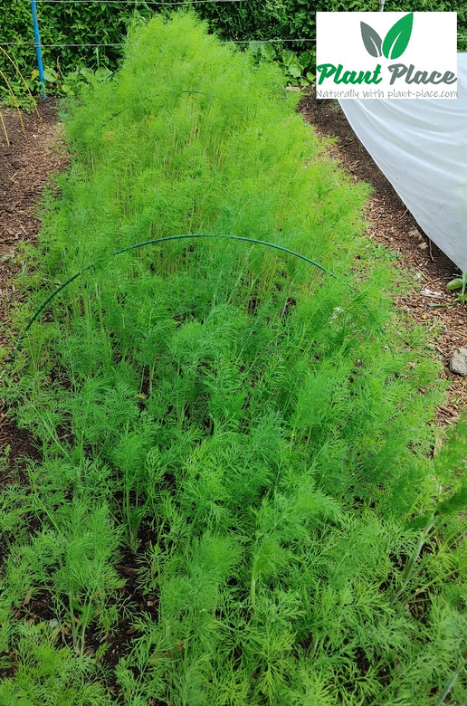 Koper ogrodowy 5g BIO (Anethum graveolens)