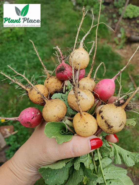 Rzodkiewka ZLATA 10g (Raphanus sativus var. sativus)