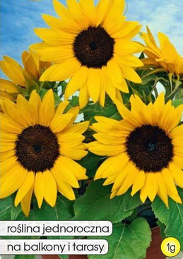 Słonecznik ozdobny SUNSPOT niski żółty 1g (Helianthus annuus)