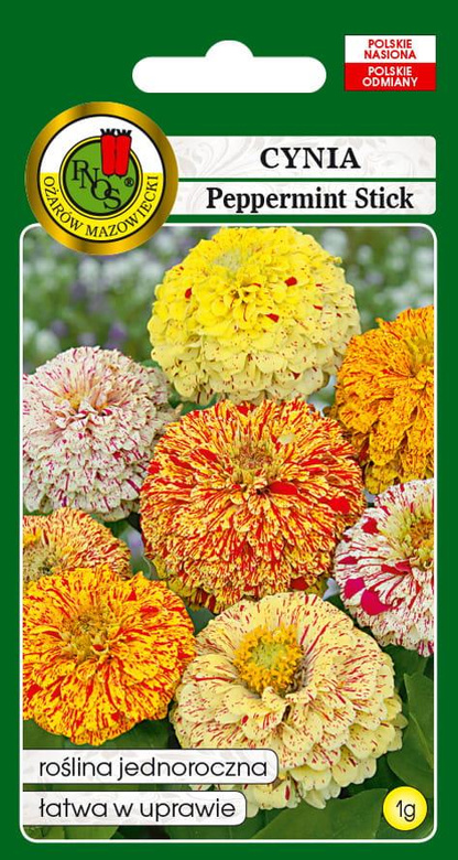 Dahlia-flowered Zinnia PEPPERMINT STICK mix of colors 1g (Zinnia elegans dahl. fi.pl.)