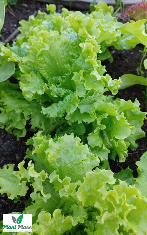 Lollo leaf lettuce 1g (Lactuca sativa var. crispa)