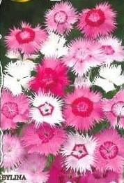 Single Mixed Feathered Carnation 0.5g (Dianthus plumarius)