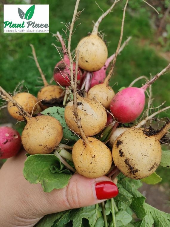Radish ZLATA 10g (Raphanus sativus var. sativus)