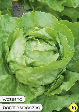 Butterhead lettuce MADERA 1g (Lactuca sativa var.capitata)