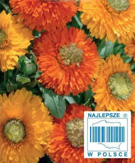 Calendula officinalis GREENHEART "Green Heart" mix 2g (Marigold)