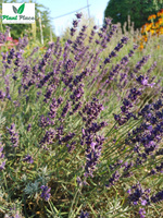 Lawenda lekarska 0,2g (Lavandula officinalis)