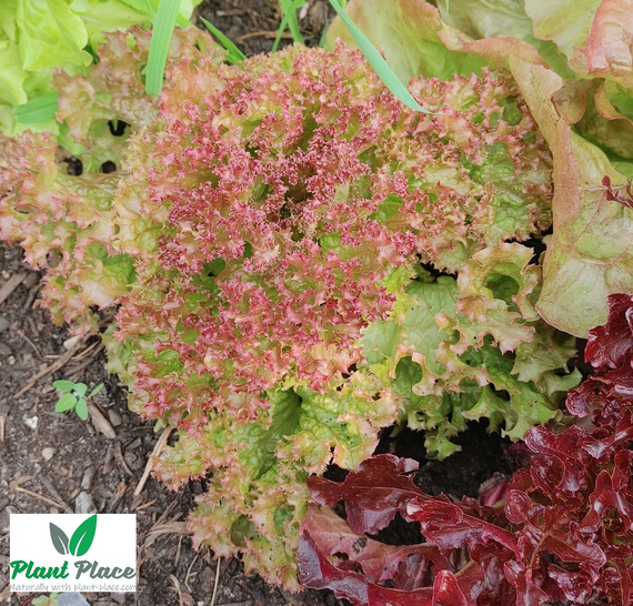 Lollo Rossa leaf lettuce 1g (Lactuca sativa var. crispa)