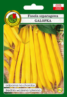 Fasola szparagowa żółta karłowa GALOPKA 30g (Phaseolus vulgaris)