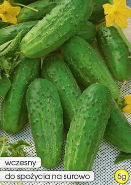 Ogórek gruntowy REJA F1 5g (Cucumis sativus)