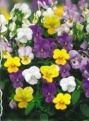 Horned violet mix 0.3g (Viola cornuta)