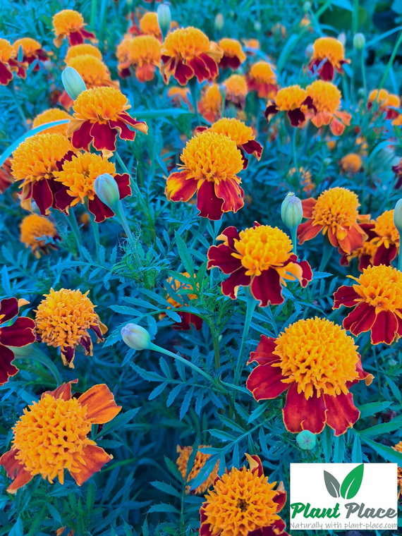 Orange Flame French Marigold 1g (Tagetes patula nana)