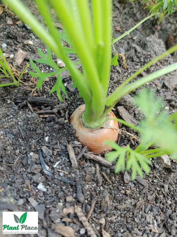 Edible carrot FIRST HARVEST 5g (Daucus carota)