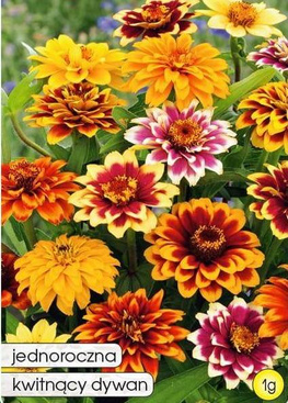 Persian Carpet Narrow-Leaved Zinnia Color Mix 1g (Zinnia angustifolia)