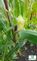 Sugar Corn MINIGOLD 5g (Zea mays var. saccharata)