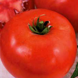 Dwarf ground tomato BETALUX 1g (Solanum lycopersicum)