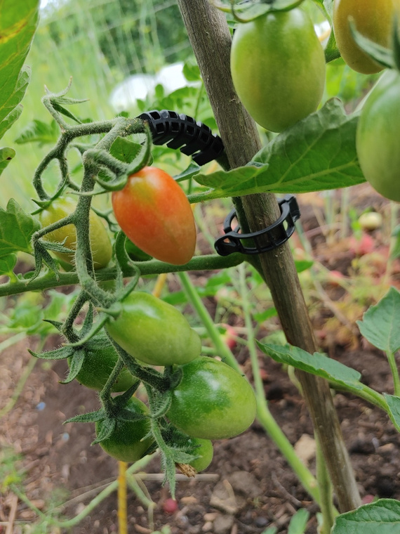 Clip, clamp for tomatoes, peppers, cucumbers, etc.