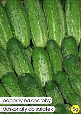 Ogórek gruntowy BASZA F1 5g (Cucumis sativus)