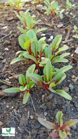 Burak liściowy RHUBARB CHARD 3g (Beta vulgaris sub. cicia)