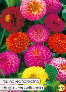 Pompon Dahlia Mixed Colors 0.5g (Dahlia pinnata fi. pl.)