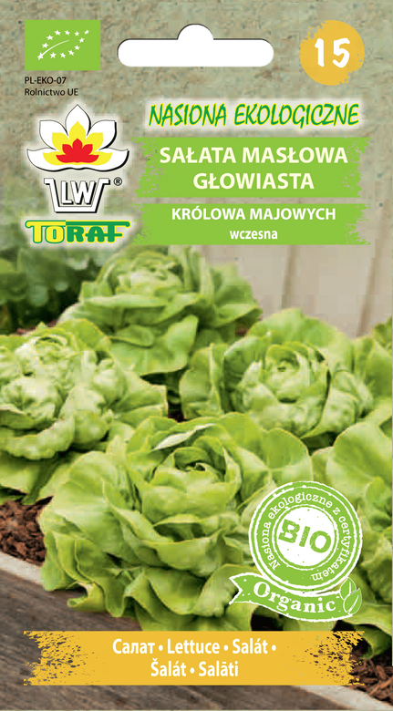 Butterhead lettuce QUEEN OF MAY BIO Lactuca sativa L. var. Capitata.