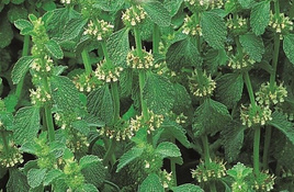 Common horehound 0.1g (Marrubium vulgare)