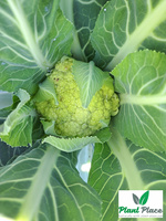 Cauliflower VERDE DI MACERATA 0.2g (Brassica oleracea convar. botrytis)