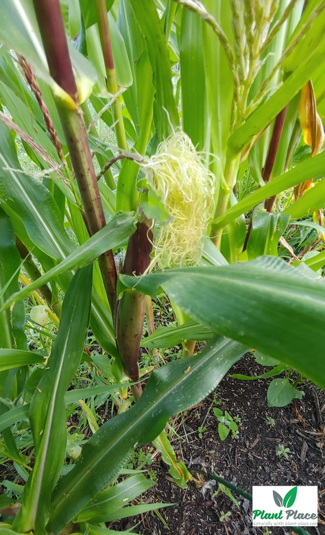 Sugar Corn RAMONDIA F1 10g (Zea mays)