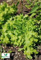 Leaf lettuce oakleaf SALAD BOWL 0.5g BIO (Lactuca sativa)