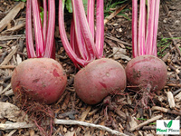 Burak ćwikłowy CZERWONA KULA 2 - CZERWONA KULA REW 20g  (Beta vulgaris)