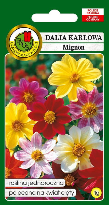 Dalia pojedyncza MIGNON mieszanka kolorów 1g (Dahlia pinnata)