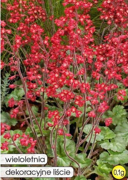 Żurawka szkarłatna 0,1g (Heuchera sanguinea)