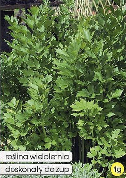 Garden Lovage 1g (Levisticum officinalis)