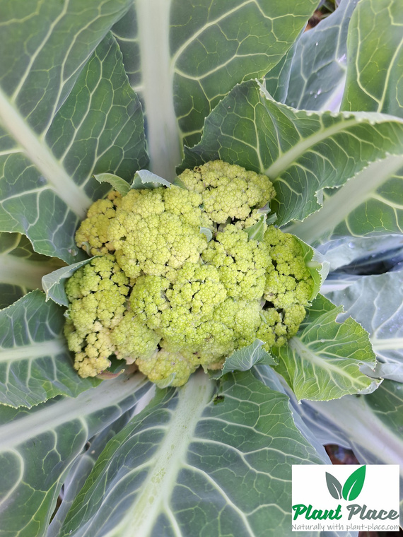 Kalafior VERDE DI MACERATA 0,2g (Brassica oleracea convar. botrytis)