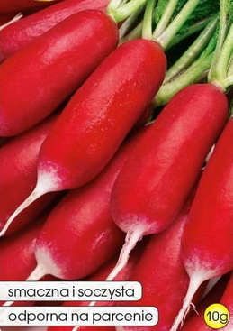 Radish WARTA 10g (Raphanus sativus var. sativus)