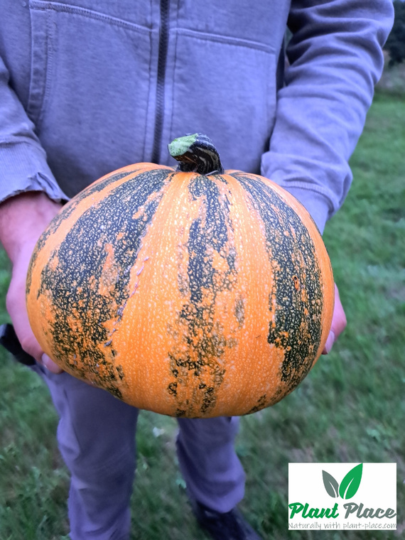 Shell-less common pumpkin JUNONA 5g (Cucurbita pepo)