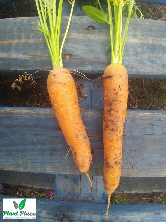 Edible carrot FIRST HARVEST 5g (Daucus carota)