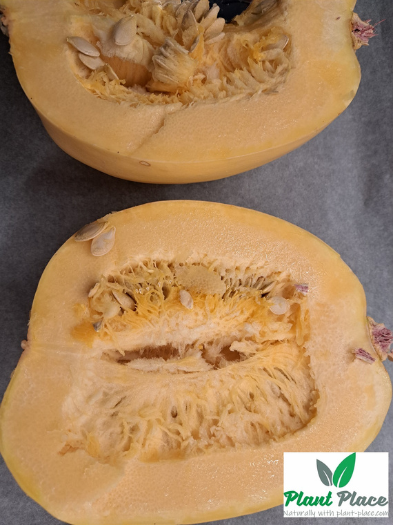 Dynia zwyczajna makaronowa PYZA 3g (Cucurbita pepo)